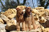 AIREDALE TERRIER 101